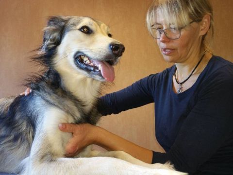 Ostepathie am Hund