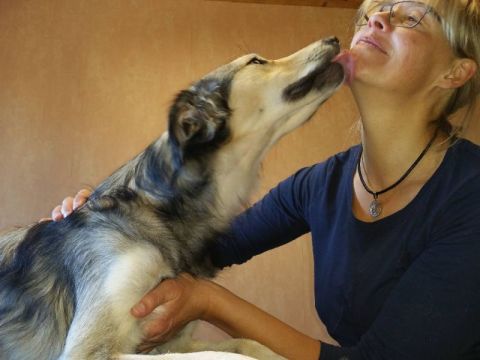 Osteotherapie am Hund