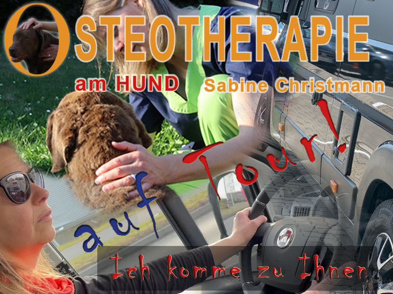 Osteotherapie am Hund auf Tour